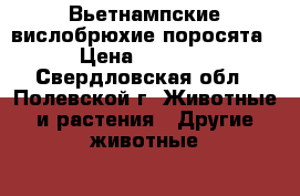 Вьетнампские вислобрюхие поросята › Цена ­ 3 500 - Свердловская обл., Полевской г. Животные и растения » Другие животные   